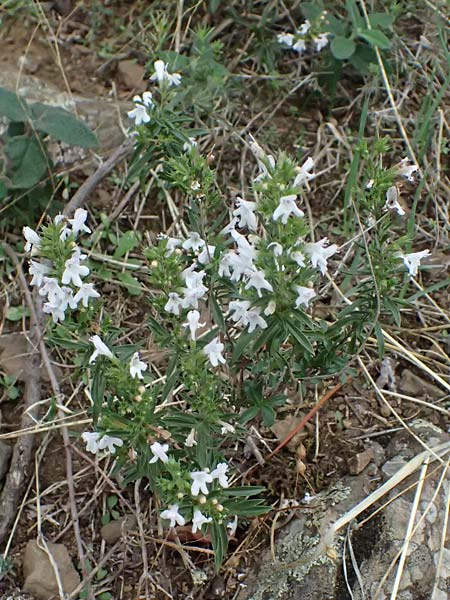 Satureja montana \ Winter-Bohnenkraut, Karst-Bergminze / Winter Savory, I Liguria, Bonassola 4.10.2023