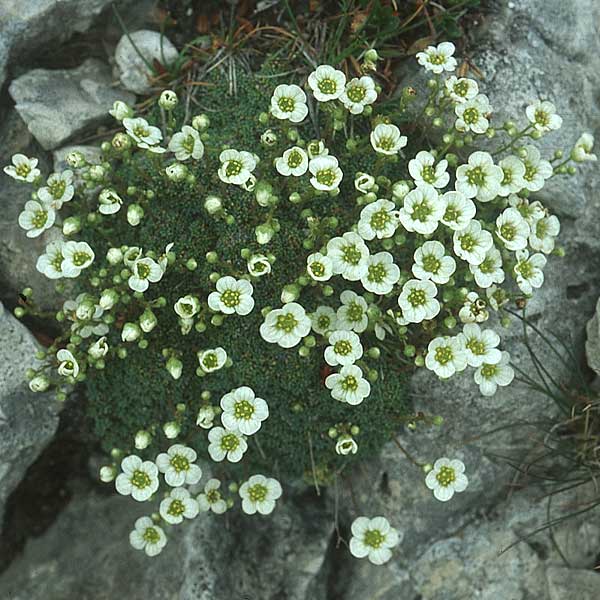 Saxifraga burseriana \ Bursers Steinbrech, I Sella-Joch 6.8.2004