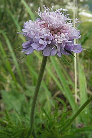 Scabiosa maritima \ Meerstrand-Skabiose / Sea Scabious, I Ancona 29.5.2007