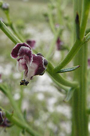 Scrophularia canina \ Hunds-Braunwurz / French Figwort, I Campo Imperatore 5.6.2007