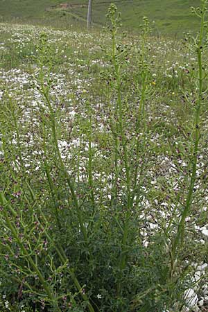 Scrophularia canina \ Hunds-Braunwurz / French Figwort, I Campo Imperatore 5.6.2007