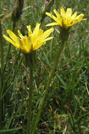 Scorzonera cana \ Jacquins Schwarzwurzel, Graue Schwarzwurzel, I Campo Imperatore 5.6.2007