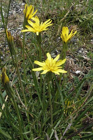 Scorzonera cana \ Jacquins Schwarzwurzel, Graue Schwarzwurzel, I Campo Imperatore 5.6.2007