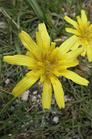 Scorzonera cana \ Jacquins Schwarzwurzel, Graue Schwarzwurzel, I Campo Imperatore 5.6.2007