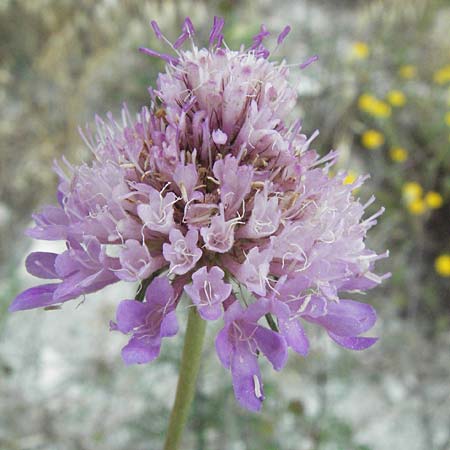 Scabiosa triandra \ Sdliche Skabiose / Southern Scabious, I Urbino 9.6.2007