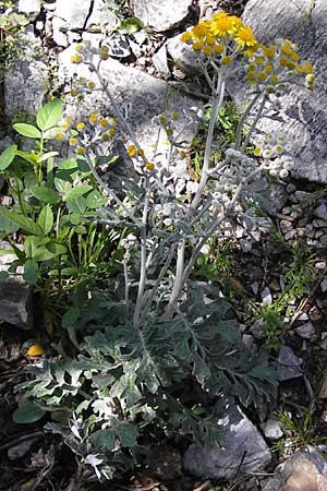 Senecio cineraria \ Aschen-Greiskraut, Silber-Greiskraut / Silver Ragwort, Dusty Miller, I Liguria, Toirano 20.5.2013