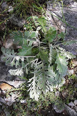 Senecio cineraria \ Aschen-Greiskraut, I Liguria, Toirano 20.5.2013