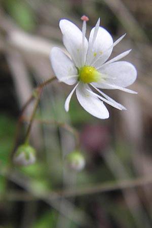 Saxifraga cuneifolia \ Keilblttriger Steinbrech / Lesser London Pride, I Liguria, Loano 28.5.2013