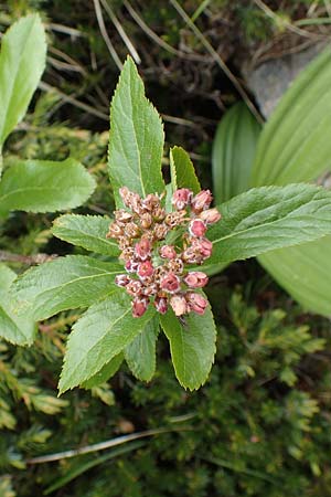 Sorbus chamaemespilus \ Zwerg-Mehlbeere, Berg-Mehlbeere / Dwarf Whitebeam, False Medlar, I Alpi Bergamasche, Pizzo Arera 9.6.2017