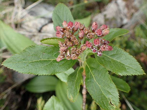 Sorbus chamaemespilus \ Zwerg-Mehlbeere, Berg-Mehlbeere / Dwarf Whitebeam, False Medlar, I Alpi Bergamasche, Pizzo Arera 9.6.2017