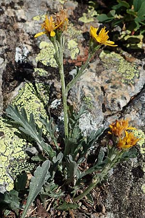 Senecio incanus subsp. carniolicus / Carniolan Ragwort, I Südtirol,  Stallersattel 6.7.2022