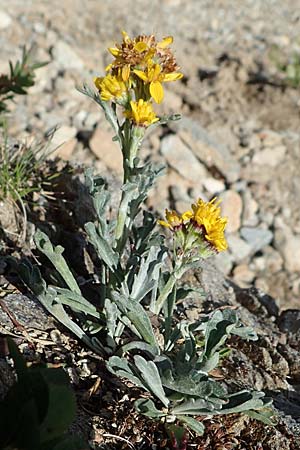 Senecio incanus subsp. carniolicus \ Krainer Greiskraut / Carniolan Ragwort, I Südtirol,  Stallersattel 6.7.2022