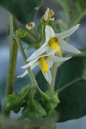 Solanum chenopodioides \ Gnsefublttriger Nachtschatten, Zierlicher Nachtschatten / Whitetip Nightshade, Goosefoot Nightshade, I Liguria, Moneglia 26.9.2023
