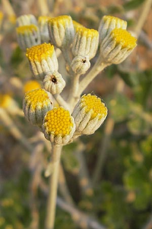 Senecio cineraria \ Aschen-Greiskraut, Silber-Greiskraut / Silver Ragwort, Dusty Miller, I Savona 23.5.2010