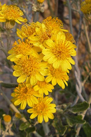 Senecio cineraria \ Aschen-Greiskraut, I Savona 23.5.2010