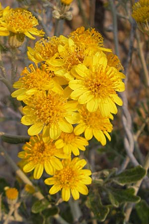 Senecio cineraria \ Aschen-Greiskraut, Silber-Greiskraut / Silver Ragwort, Dusty Miller, I Savona 23.5.2010