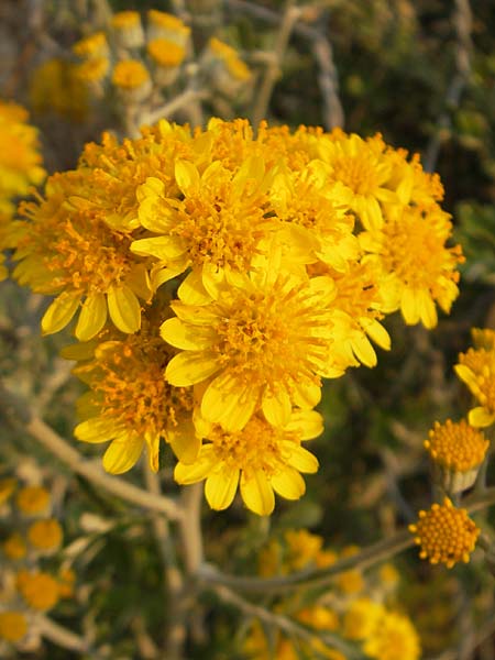 Senecio cineraria \ Aschen-Greiskraut, Silber-Greiskraut / Silver Ragwort, Dusty Miller, I Savona 23.5.2010