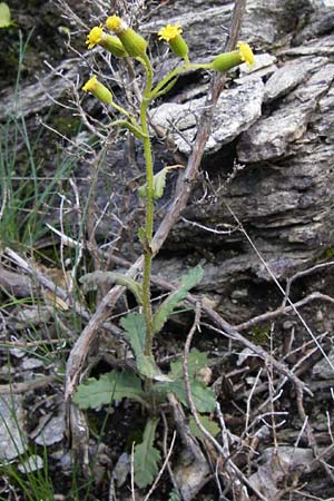 Senecio lividus \ Blasses Greiskraut / Green-Scaled Ragwort, I Liguria, Castelvecchio di Rocca Barbena 19.5.2013