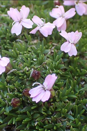 Silene exscapa \ Kiesel-Polsternelke, Silikat-Polsternelke, I Passo San Marco 10.6.2017