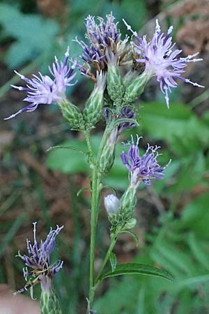 Serratula tinctoria \ Frber-Scharte, I Liguria, Sestri Levante 3.10.2023