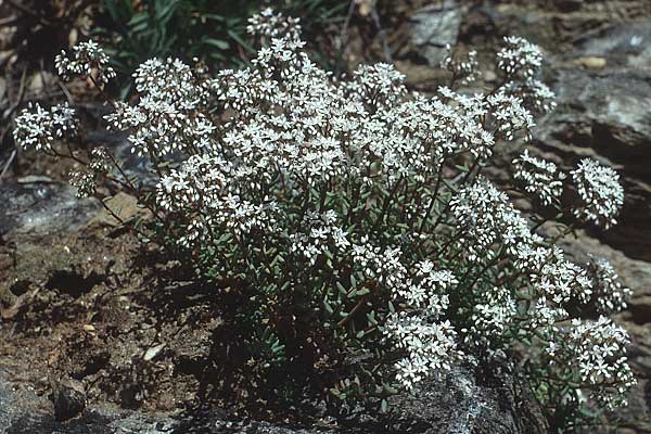 Sedum album \ Weier Mauerpfeffer / White Stonecrop, I Süd-Tirol, Latsch/Laces 27.6.1993