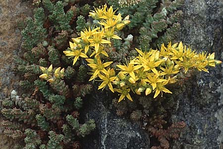 Sedum acre \ Scharfer Mauerpfeffer / Biting Stonecrop, I Langtauferer Tal / Valley 29.6.1993