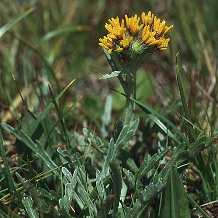 Senecio incanus subsp. carniolicus / Carniolan Ragwort, I Alpe di Siusi 4.7.1993