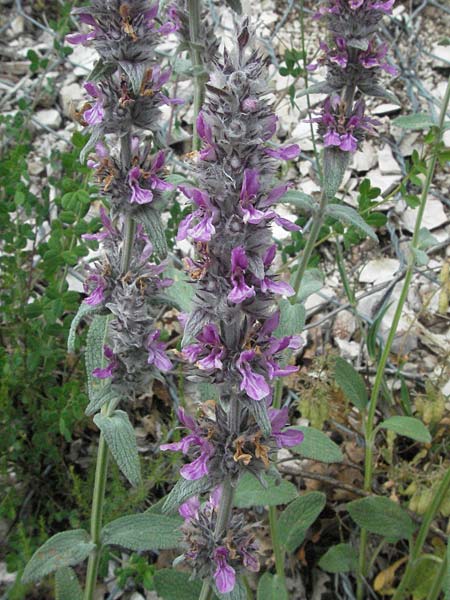 Stachys germanica \ Deutscher Ziest, I Foligno 31.5.2007