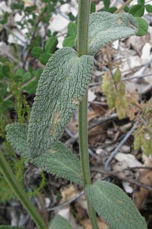 Stachys germanica \ Deutscher Ziest, I Foligno 31.5.2007