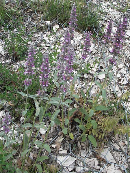 Stachys germanica \ Deutscher Ziest, I Foligno 31.5.2007