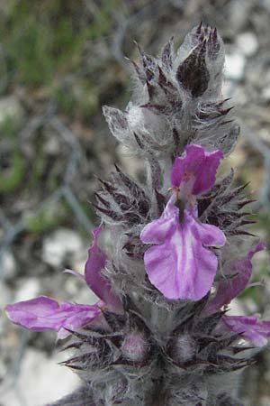 Stachys germanica \ Deutscher Ziest / Downy Woundwort, I Foligno 31.5.2007