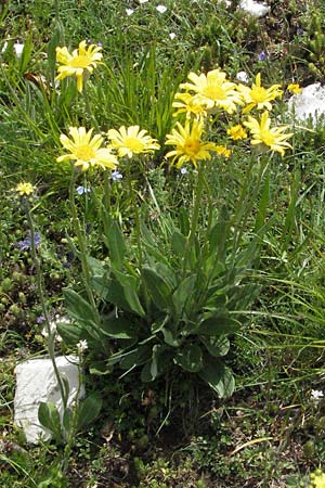 Senecio doronicum subsp. gerardii \ Gerards Greiskraut, I Norcia 7.6.2007