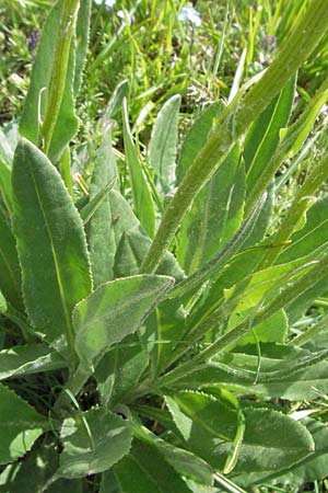 Senecio doronicum subsp. gerardii \ Gerards Greiskraut, I Norcia 7.6.2007