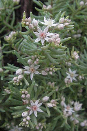 Sedum hispanicum \ Spanischer Mauerpfeffer / Spanish Stonecrop, I Perugia 3.6.2007