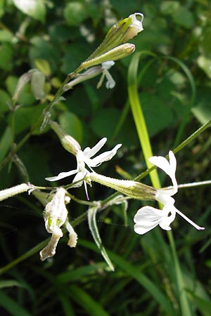 Silene italica \ Italienisches Leimkraut / Italian Campion, I Liguria, Zuccarello 19.5.2013