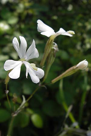 Silene italica \ Italienisches Leimkraut / Italian Campion, I Liguria, Zuccarello 19.5.2013