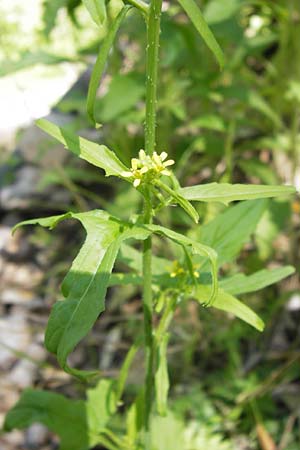 Sisymbrium irio \ Glanz-Rauke / London Rocket, I Liguria, Toirano 20.5.2013