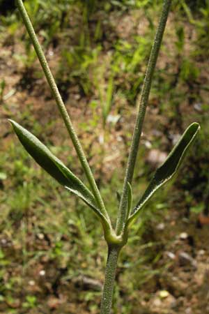 Silene nocturna \ Nacht-Leimkraut / Mediterranean Catchfly, I Liguria, Finalborgo 23.5.2013