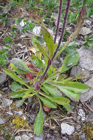 Silene nutans \ Nickendes Leimkraut / Nottingham Catchfly, I Liguria, Col de San Bernardo 28.5.2013