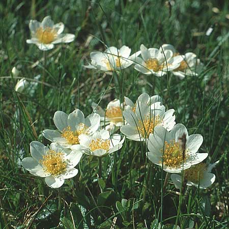 Dryas octopetala \ Silberwurz / Mountain Avens, I Paganella 12.7.1991