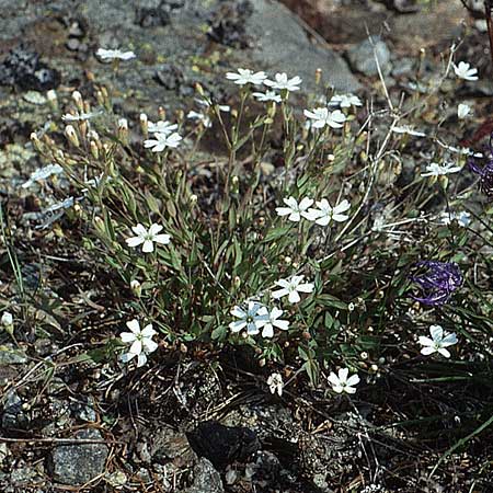 Silene rupestris \ Felsen-Leimkraut, I Mastaun - Tal 1.7.1993