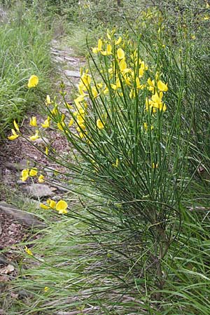 Spartium junceum \ Pfriemen-Ginster, I Liguria, Dolcedo 30.5.2013