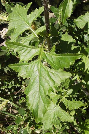 Sisymbrium loeselii \ Loesels Rauke, I Finale Ligure 22.5.2013