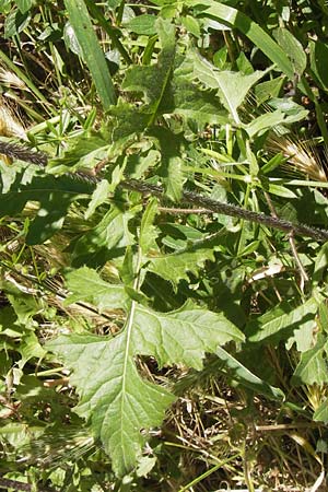 Sisymbrium loeselii \ Loesels Rauke, I Finale Ligure 22.5.2013