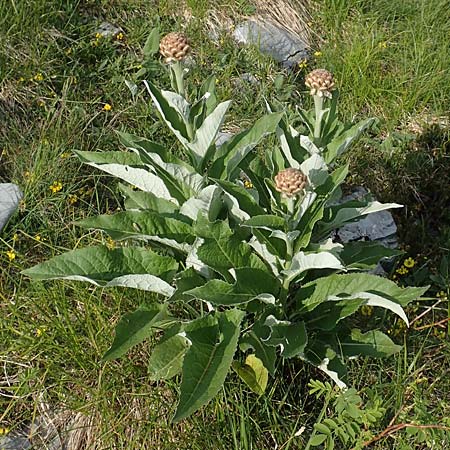 Rhaponticum scariosum subsp. rhaponticum \ Alpen-Bergscharte, Riesen-Flockenblume / Giant Knapweed, I Alpi Bergamasche, Pizzo Arera 9.6.2017