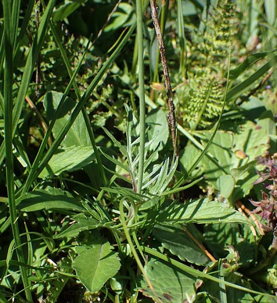 Scabiosa lucida subsp. lucida \ Glnzende Skabiose / Shining Scabious, I Südtirol,  Plätzwiese 5.7.2022