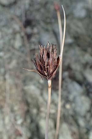 Schoenus nigricans \ Schwrzliche Kopfbinse / Black Bog-Rush, I Liguria, Levanto 4.10.2023