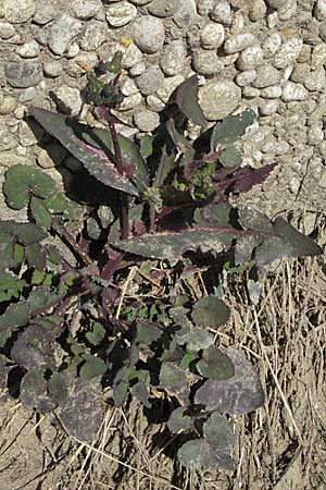 Sonchus oleraceus \ Kohl-Gnsedistel / Smooth Sow-Thistle, I Jesolo 17.2.2007