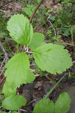 Sorbus latifolia s.l. \ Breitblttrige Mehlbeere / Broad-Leaved European Mountain-Ash, I Liguria, Sassello 25.5.2013