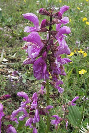 Salvia pratensis \ Wiesen-Salbei / Meadow Clary, I Norcia 7.6.2007